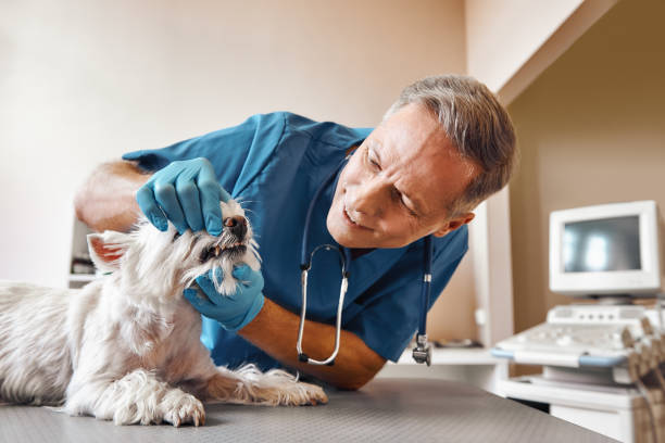 Best After-Hours Emergency Dentist in West Hattiesburg, MS